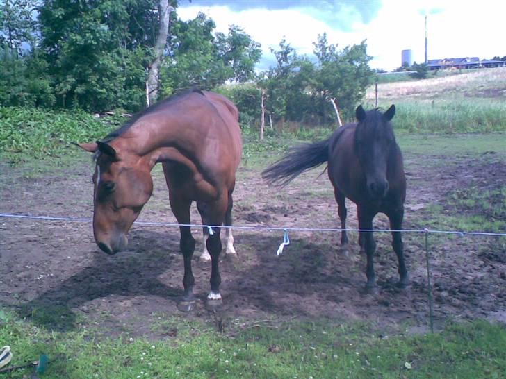 Dansk Varmblod Himmerigs Karo - HmM.. Er det en myrer der kravler der på jorden..? xD billede 14