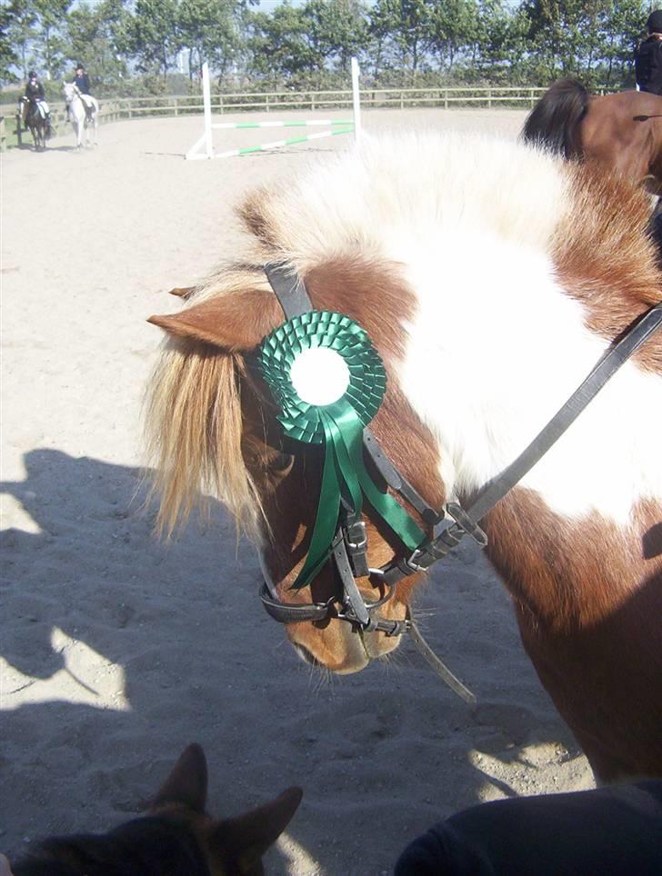 Anden særlig race Ni-Chan´s Babyboy - Hvad er det der gemmer sig dernede? billede 13