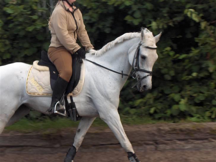 Anden særlig race *Gl. Part* Chivas billede 17