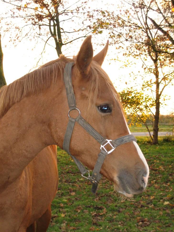 Palomino Stargolds Pasha SOLGT billede 1