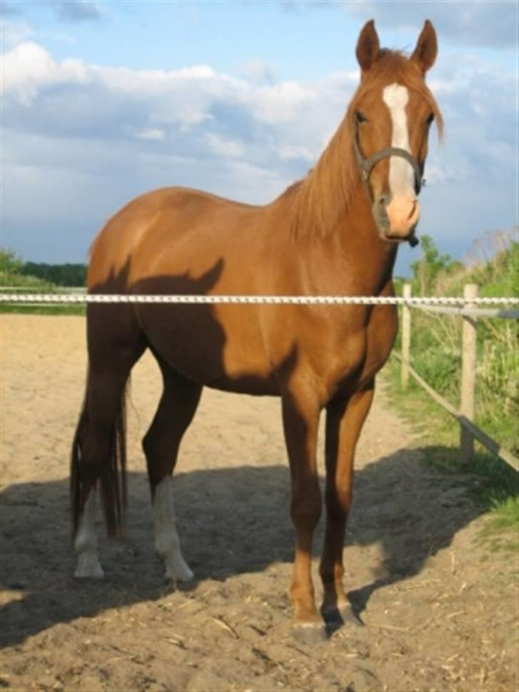 Palomino Stargolds Pasha SOLGT - sommer 08 billede 2