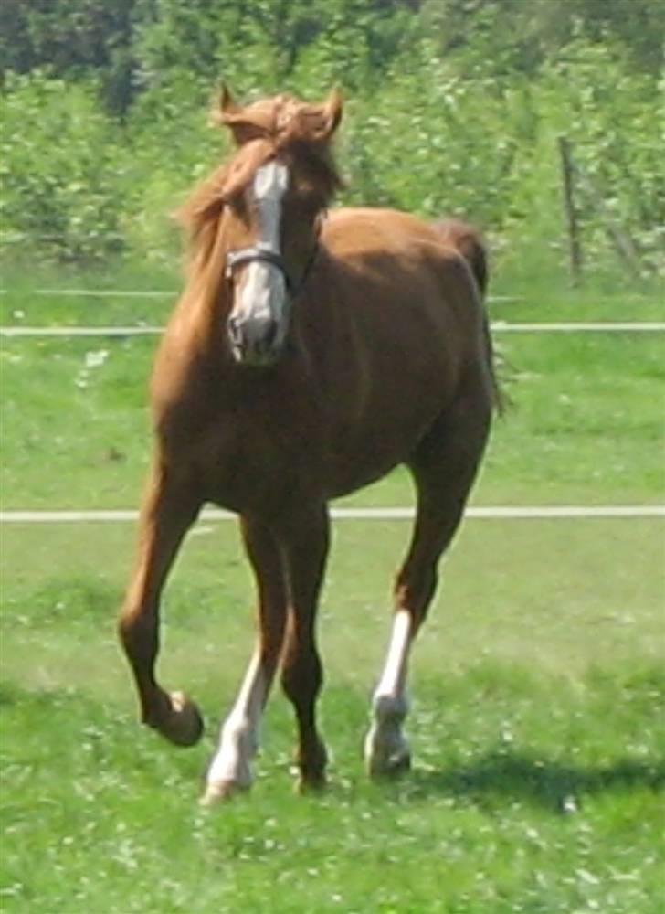 Palomino Stargolds Pasha SOLGT - forår 08 billede 3