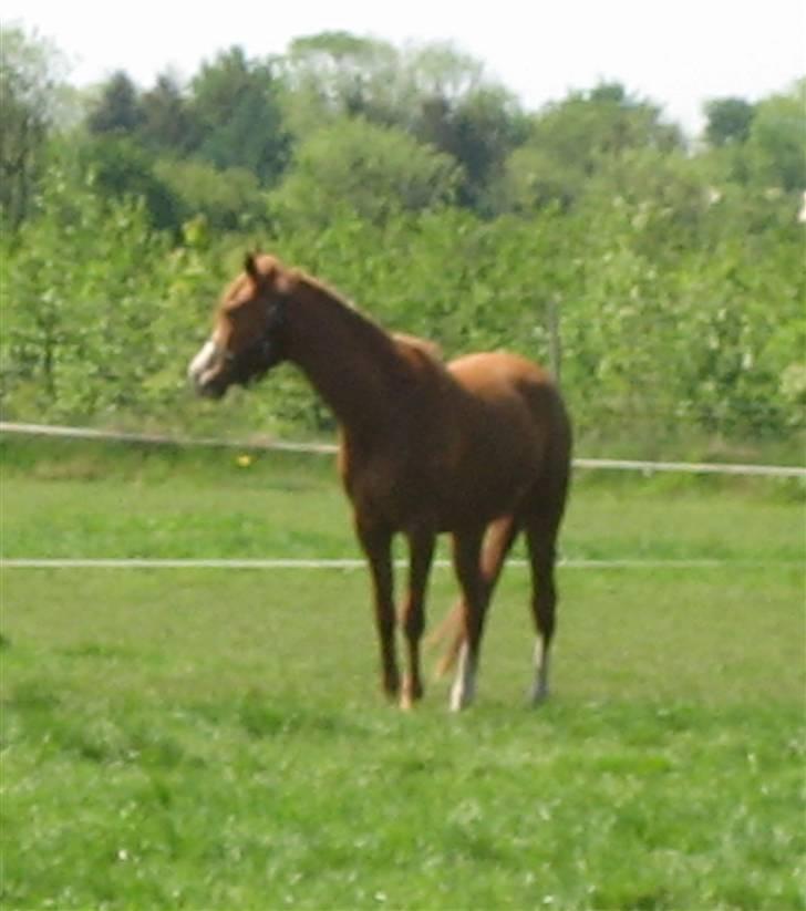 Palomino Stargolds Pasha SOLGT billede 4