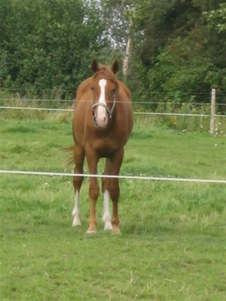 Palomino Stargolds Pasha SOLGT billede 6