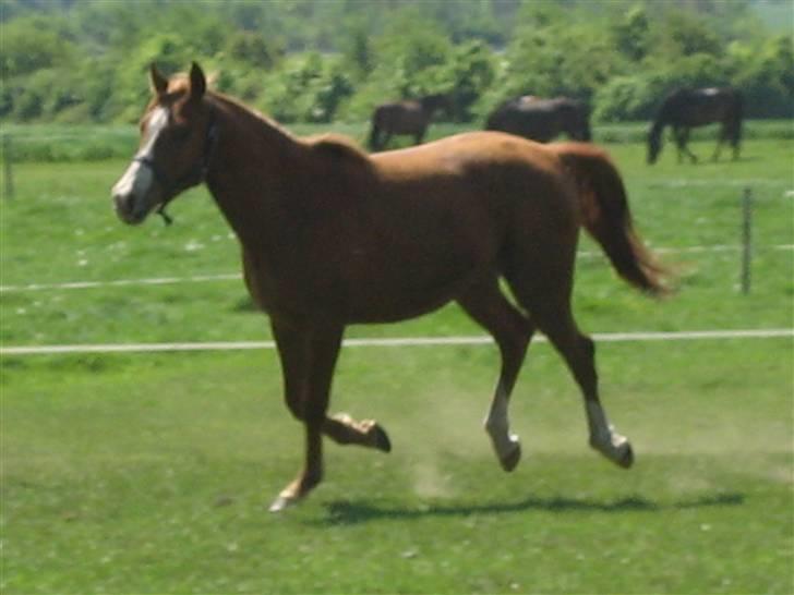 Palomino Stargolds Pasha SOLGT billede 7