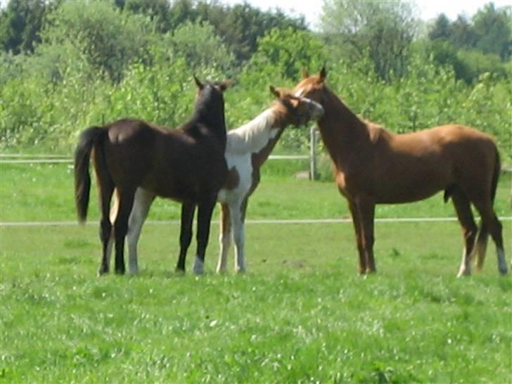 Palomino Stargolds Pasha SOLGT billede 8