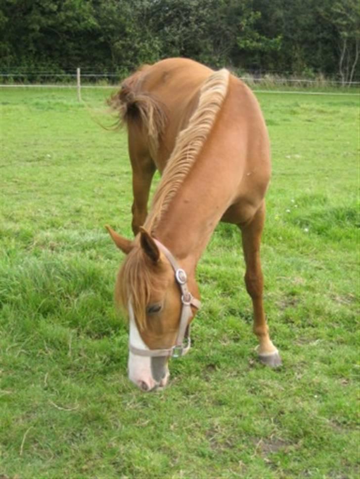 Palomino Stargolds Pasha SOLGT billede 9