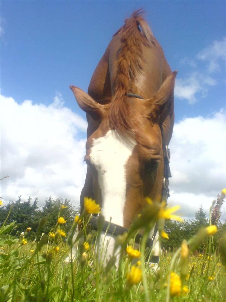 Dansk Varmblod Royal Robin - Sommerdag :D billede 6