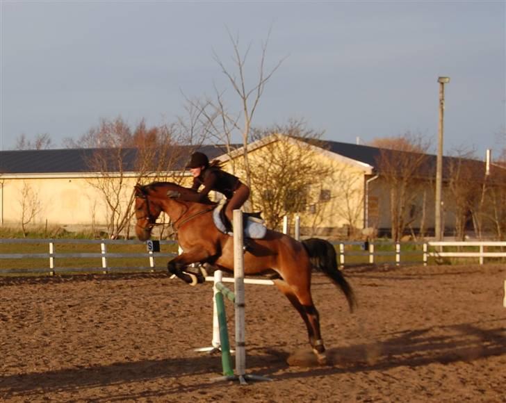 Anden særlig race Kasmir <3 charmetrolden - træning :P springer 1 m billede 20