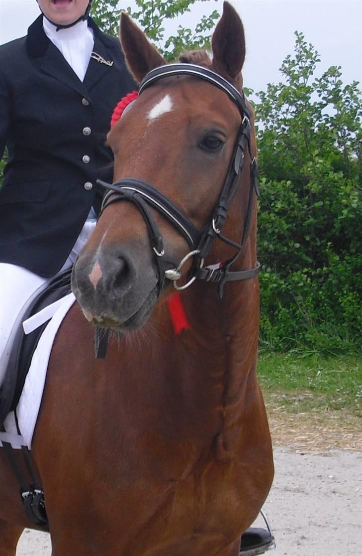 Welsh Pony (sec B) Bakkegaardens Aladdin SOLGT - Velkommen til den smukkes profil :D billede 1