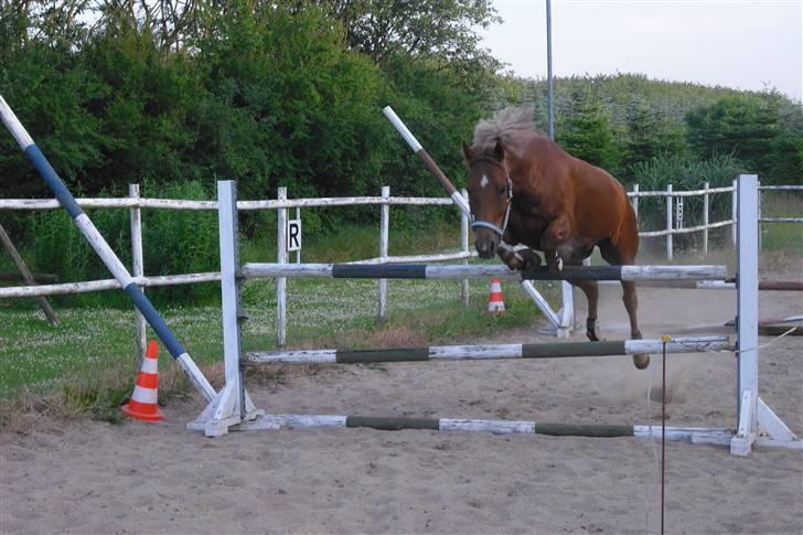 Welsh Pony (sec B) Bakkegaardens Aladdin SOLGT - ja han kan da godt hoppe :)  billede 2