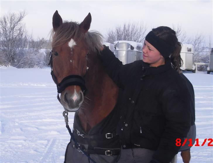 Welsh Pony (sec B) Bakkegaardens Aladdin SOLGT billede 3