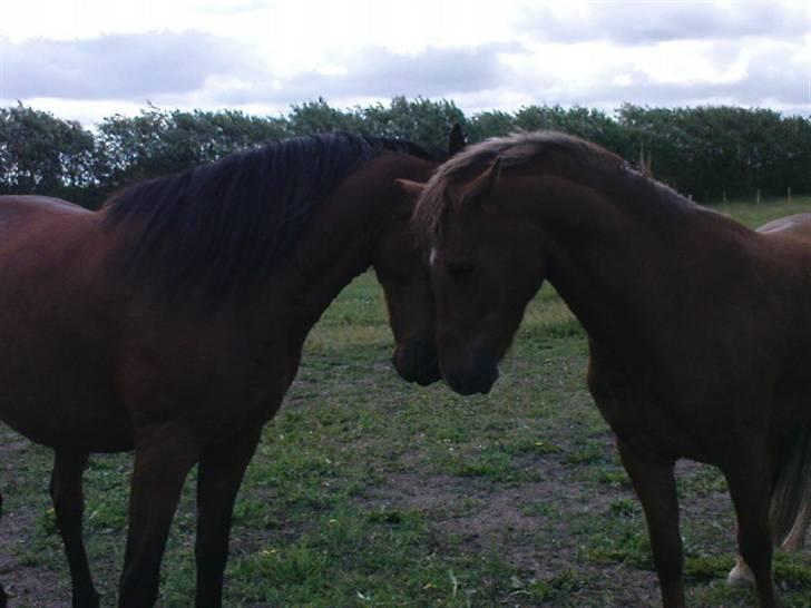 Welsh Pony (sec B) Bakkegaardens Aladdin SOLGT billede 4