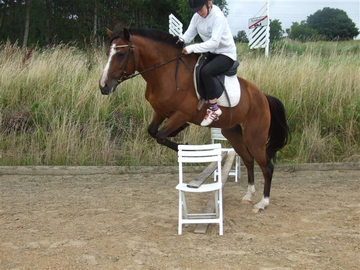 New Forest Oudelands Turbo - Jah, det var så ikke helt med vilje xD  billede 12