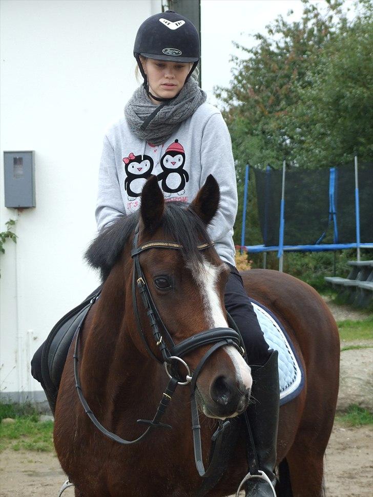 New Forest Oudelands Turbo - Gensyn med min elskede dreng.. <3 d. 25 sep. 2010  billede 13