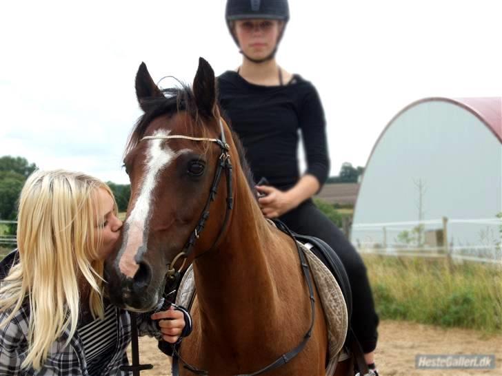 New Forest Oudelands Turbo - Mys <3 :D Foto MF billede 14