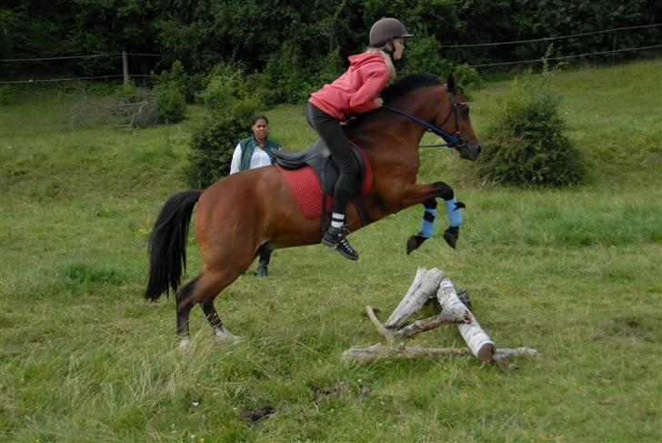New Forest Oudelands Turbo - Foto: Mikkel Urup billede 15