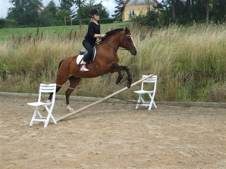 New Forest Oudelands Turbo - 30 aug Foto MF billede 16