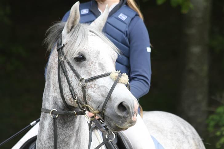 New Forest Laterne |B-pony  - Velkommen, nyd det nu d; Morsø 09´ (L)     Foto; Gitte Dahl <3 billede 1