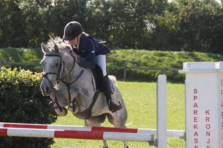 New Forest Laterne |B-pony  - Terne til distriktsmesterskaberne ´09, en fod i vand i begge runder. <3  Taget af Gitte Dahl <3 billede 2