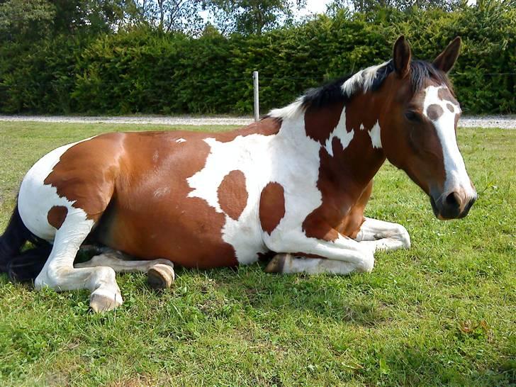 Anden særlig race Miss MoonLight - Velkommen til Moon Lights profil smid en kommentar og bedømmelse inden i går så så er i søde :) NYT 09 billede 1