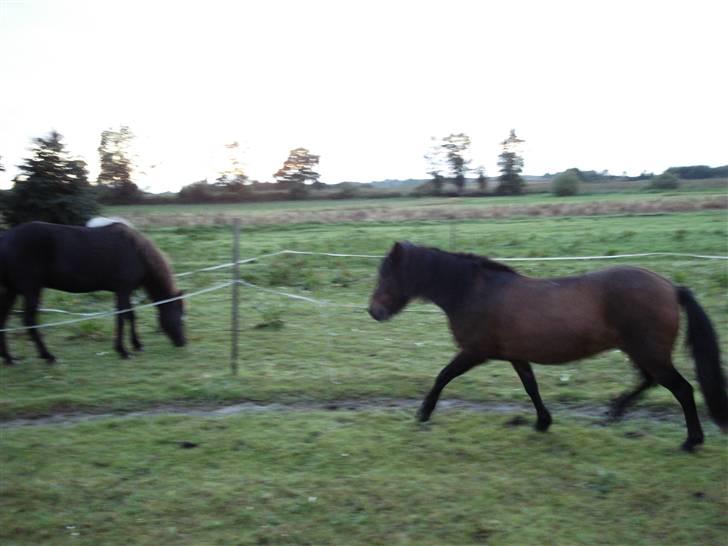 Islænder bylting - heller ikke så godt billede men viser noget hendes gode trav :P billede 15