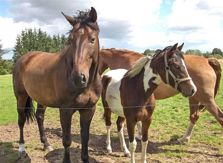 Belgisk varmblod Romeo II Z *R.I.P* billede 14