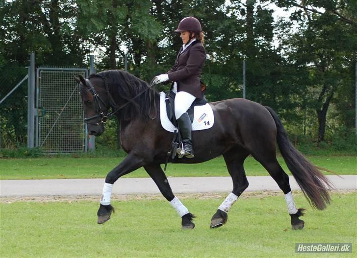 Frieser Maike Rozalien J. - Store Hestedag 2008 billede 15