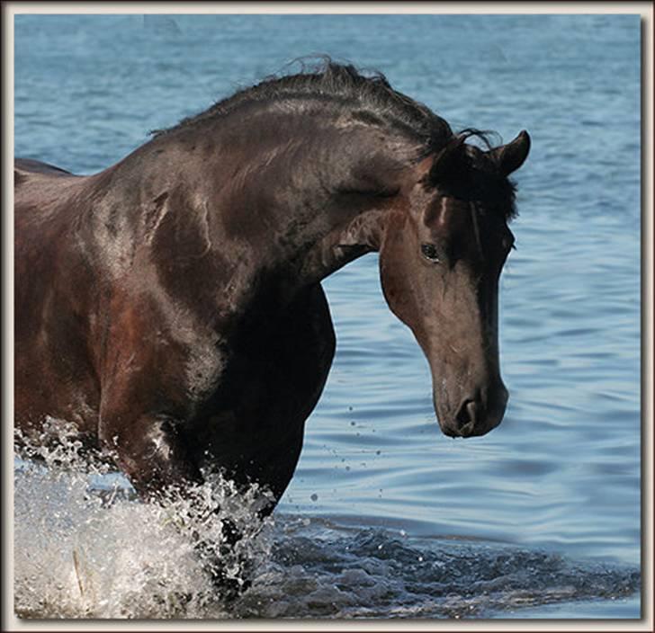 Frieser Maike Rozalien J. - Ved stranden 2008 billede 17