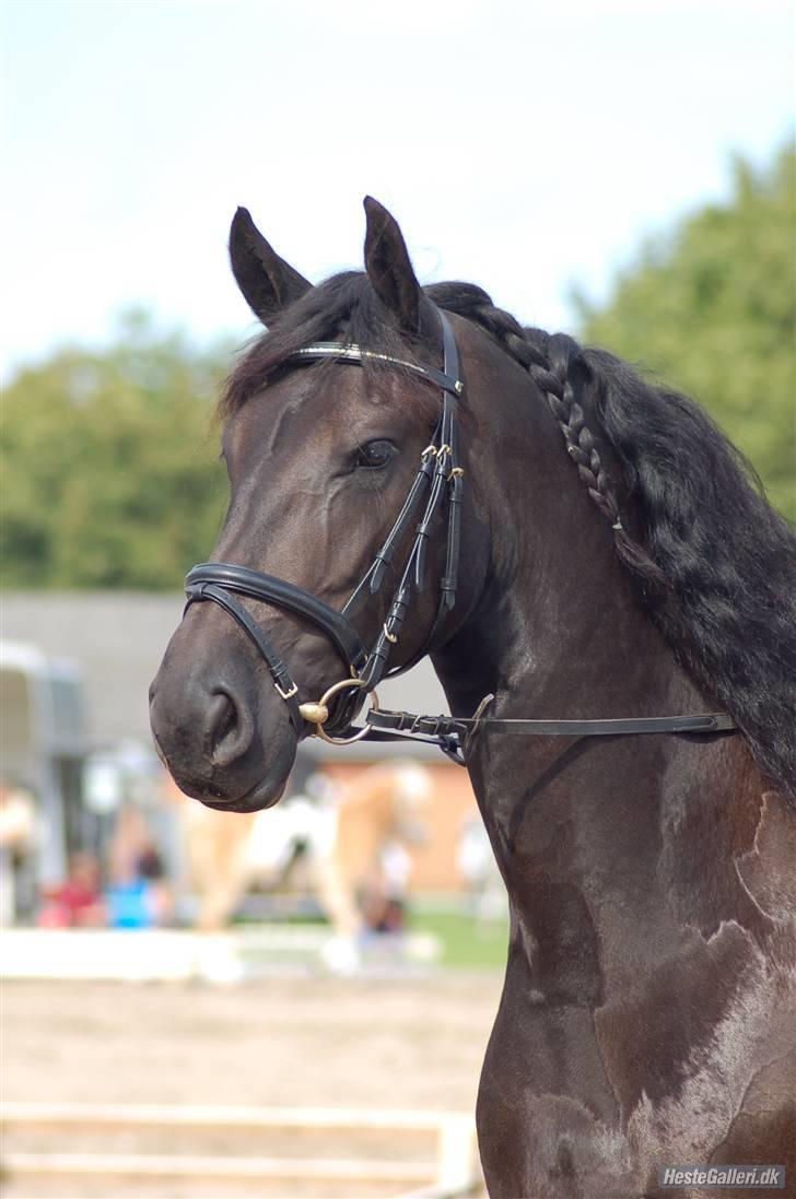 Frieser Maike Rozalien J. - Store Hestedag 2008 billede 18