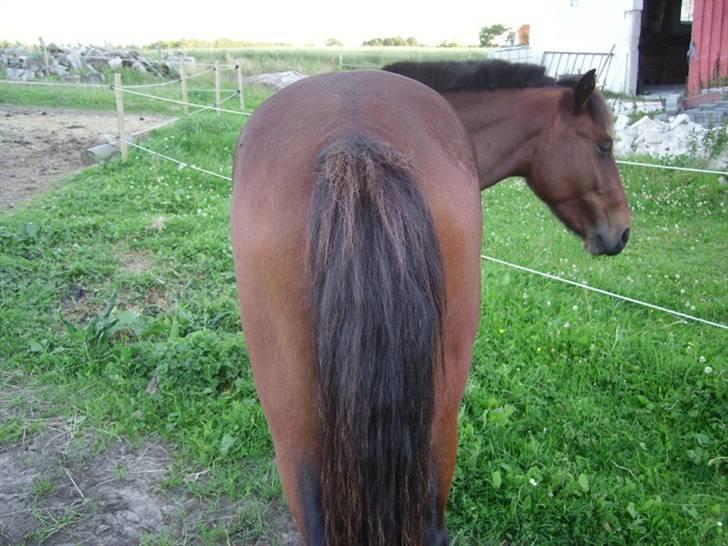 Anden særlig race Majsens Ozzy Osborne. billede 11