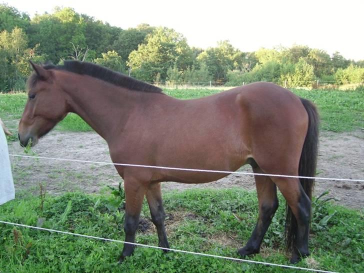 Anden særlig race Majsens Ozzy Osborne. billede 12