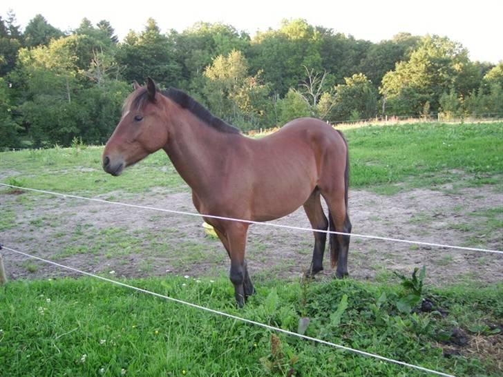 Anden særlig race Majsens Ozzy Osborne. billede 13