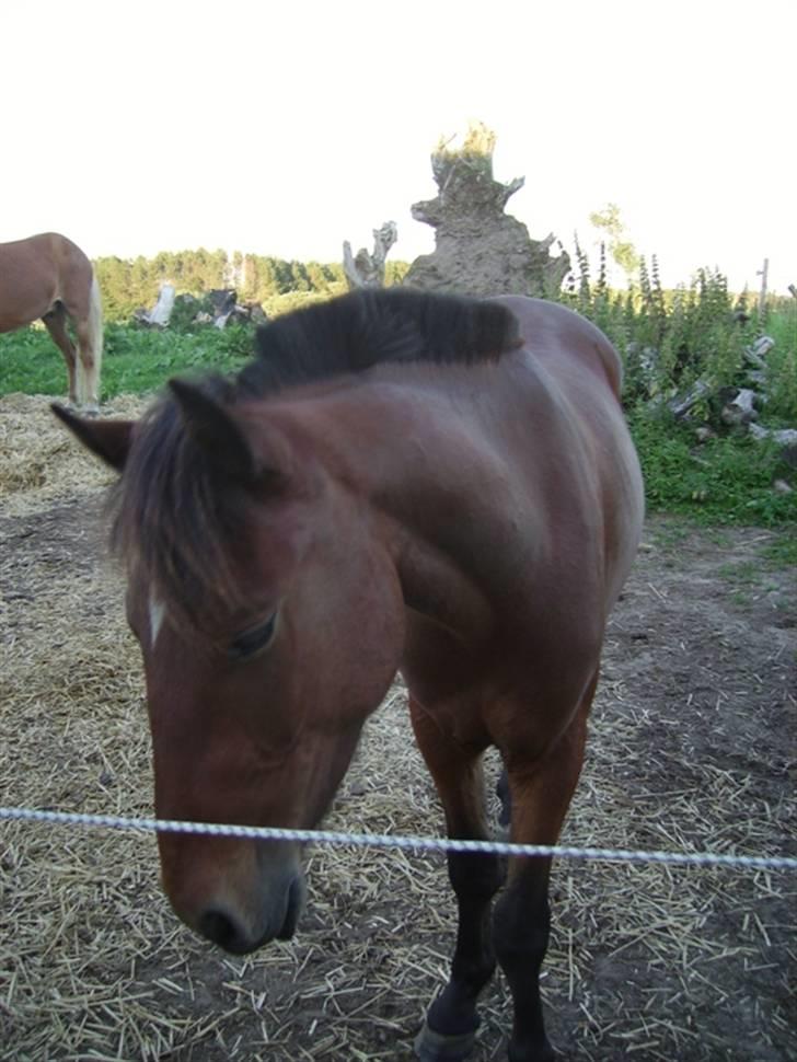 Anden særlig race Majsens Ozzy Osborne. billede 14