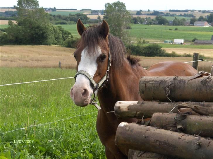 New Forest Judy SOLGT - Miin beautyy Judy,   billede 1