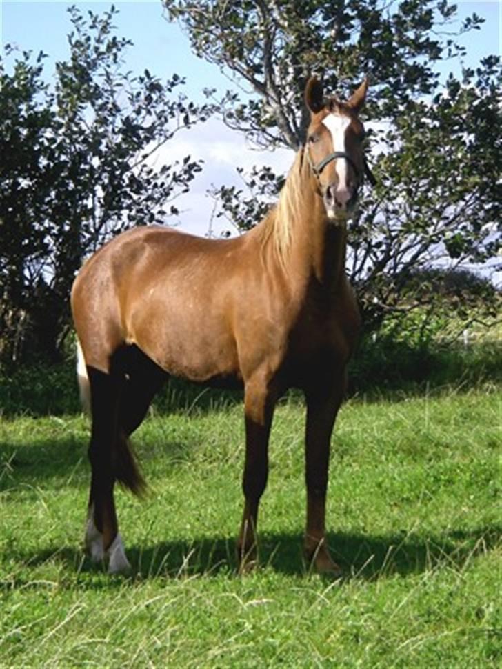 Knabstrupper Havens Alchemilla - død. - August 2007. billede 18