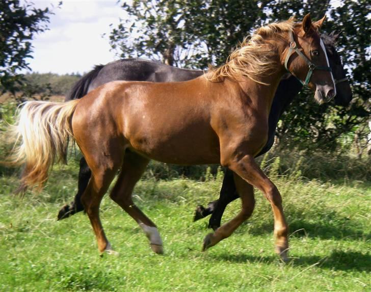 Knabstrupper Havens Alchemilla - død. - August 2007. billede 20