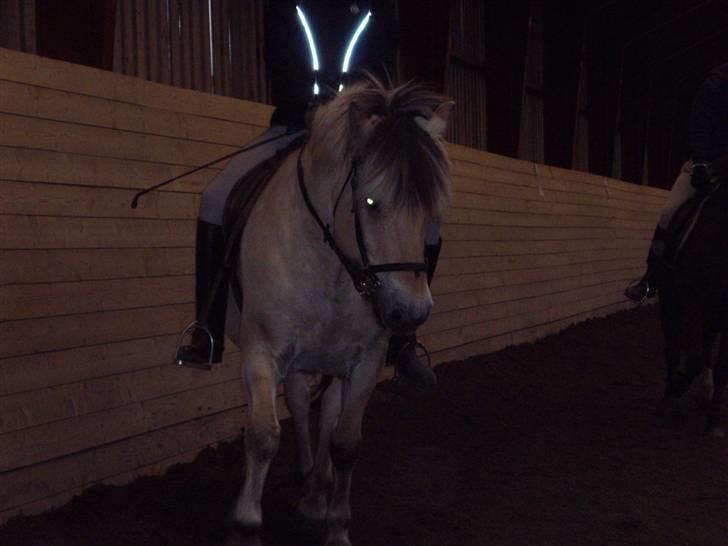 Fjordhest Claus (Part) - Se ham lige en gang <3 Foto: Tulle  billede 19