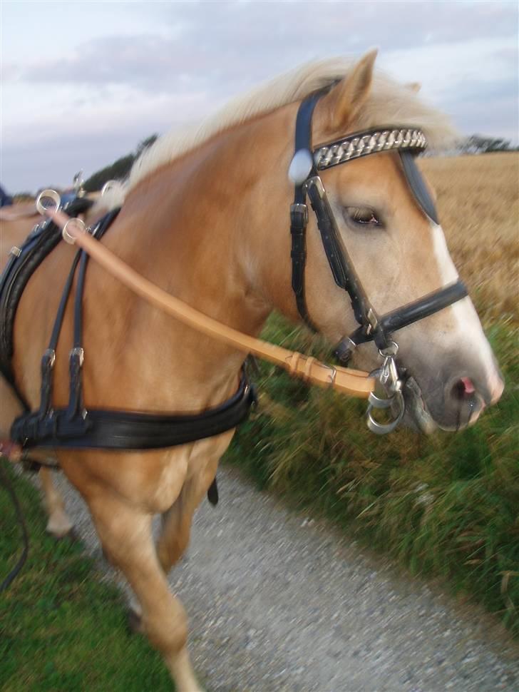 Tyroler Haflinger Soleila - Solgt billede 13