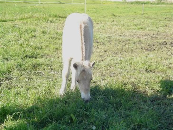 Fjordhest Højgårds Gabby - 1,5 mdr. billede 7
