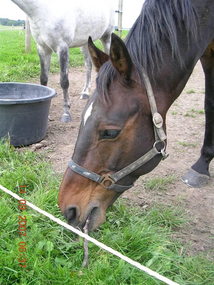 Anden særlig race Picasso "solgt" - uhmm en pind...sikke hvor den smager :-) billede 19