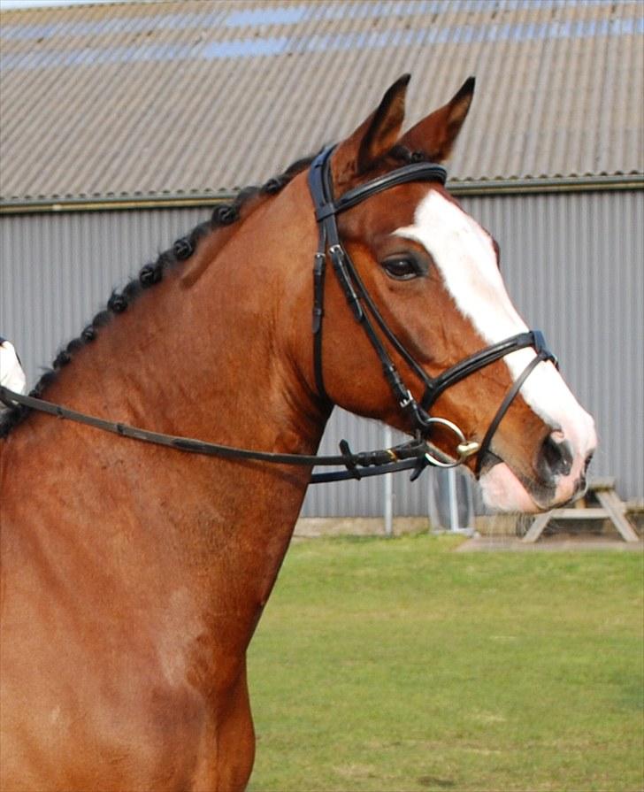 Dansk Varmblod Rigolo. - Rigolo og min mor fra stævne i Grindsted.      2010                 Foto:Min moster(Kirsten) billede 2