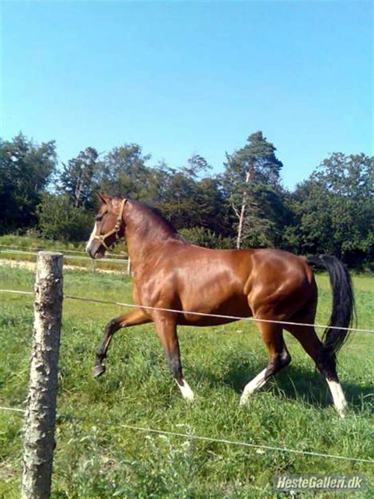 Dansk Varmblod Rigolo. - Rigolo dagen han kom hjem.             2007                   Foto: Mig med mobil. billede 3