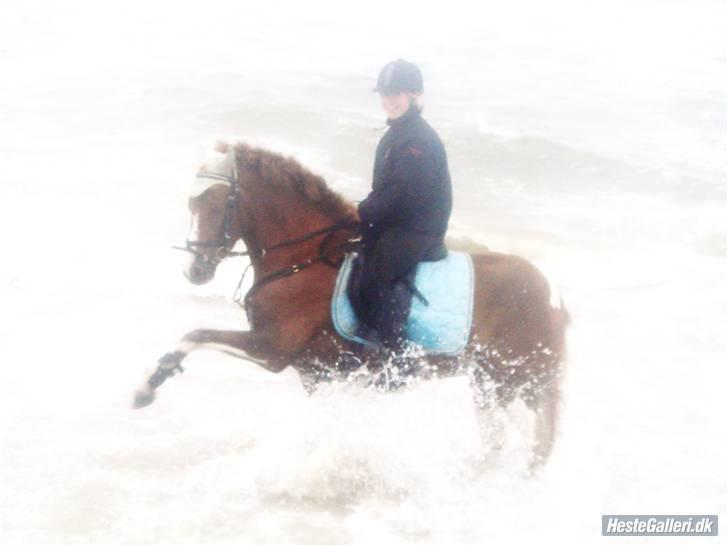 Anden særlig race pento<3 SOLGT :'( - pento og jeg i vesterhavet<3                                                                                 foto: Charlotte billede 16