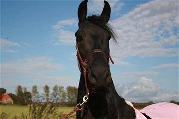 Frieser R.I.P. Mayke van de Berken Heove billede 11