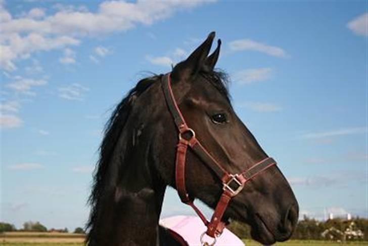 Frieser R.I.P. Mayke van de Berken Heove billede 12