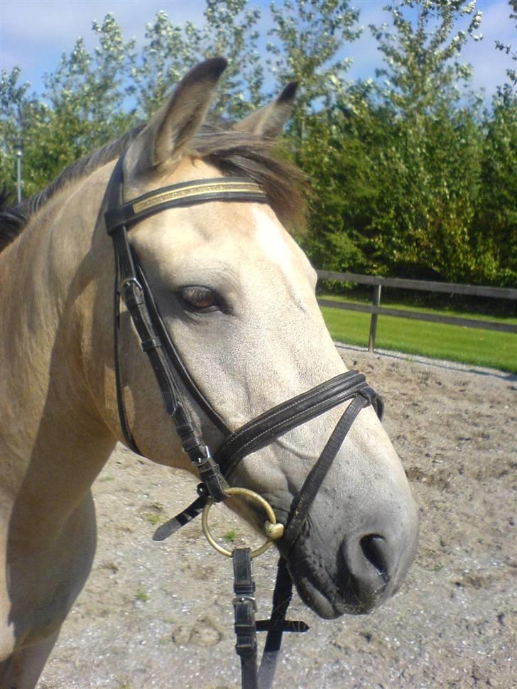 Anden særlig race Rakits Fire Light ~Solgt~ billede 12