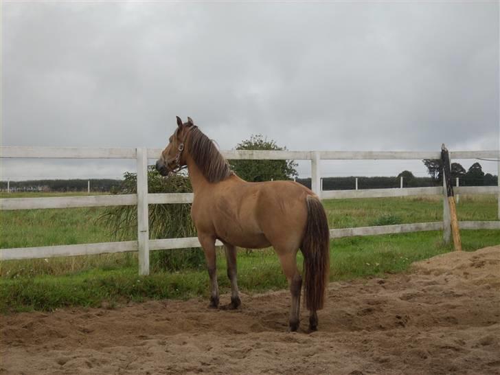 Anden særlig race Golden Lady (Solgt) - Goldie har fået øje på en ALIEN! <3 billede 18