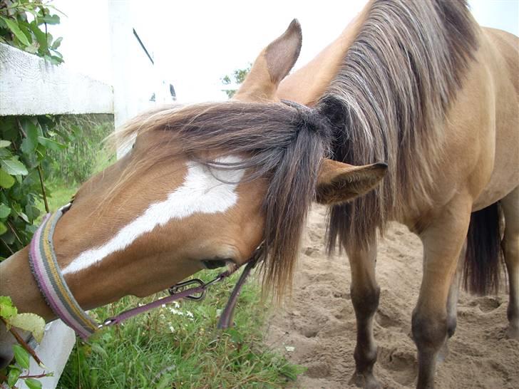 Anden særlig race Golden Lady (Solgt) - "Det er min busk! og ingen skal tage den fra mig!" hehe <3 billede 20