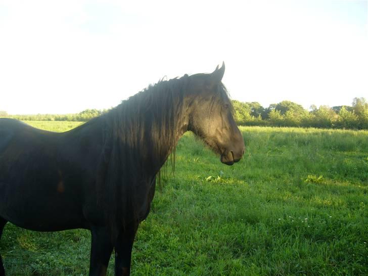 Frieser Jessie - Jessie 2006 billede 7